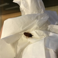 賃貸マンション1階に住んでいます 2ヶ月前くらいに同じ虫を2回見て 今 Yahoo 知恵袋