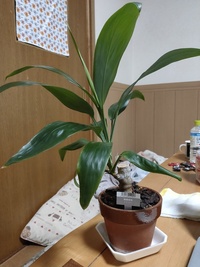 100均で観葉植物のドラセナを購入しました 横から出た葉だけ Yahoo 知恵袋