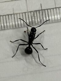 夢特性てつのこぶしヒコザルはぶっちゃけどうなんでしょうか 強いと思いま Yahoo 知恵袋