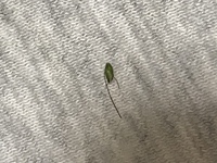 犬の毛に付いた草の種を簡単に取り除く方法をしっていますか Yahoo 知恵袋