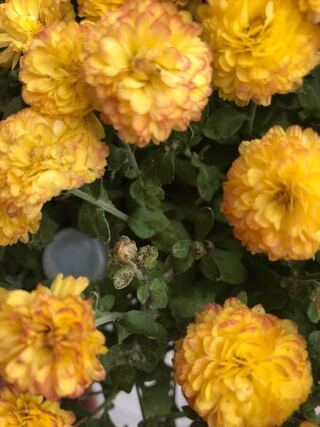 ガーデンマム 満開になりましたが 下の蕾がしおれて茶色くなってます Yahoo 知恵袋