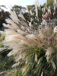 これはススキですか 秋の七草のオバナ 尾花 ですよ ススキを万葉 Yahoo 知恵袋