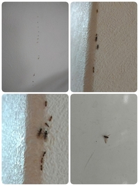 小さい蟻が家に大量発生しています 11月に入り2度目です 一 Yahoo 知恵袋