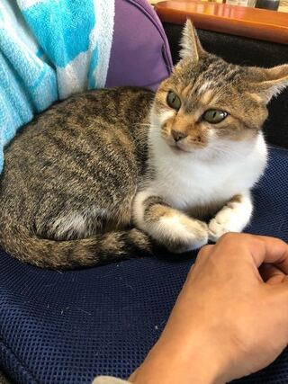 なんで猫は短足でも超絶可愛いの W Yahoo 知恵袋