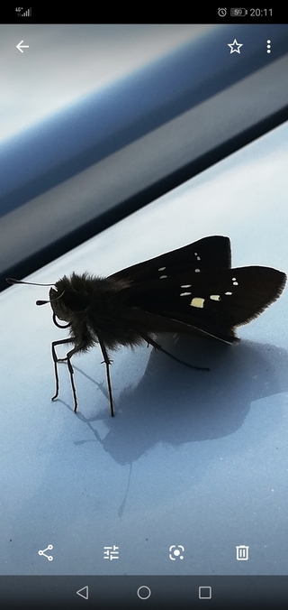 このケモケモの妖精みたいな虫の名前を教えてください またこれは この姿 Yahoo 知恵袋