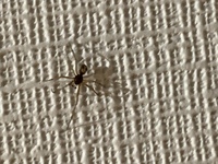 蜘蛛なんですが家の洗面所の壁いたんですが危険な蜘蛛でしょうか どなたか Yahoo 知恵袋