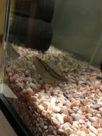 ただいま近所の汽水の 2分の1の海水 で釣ってきたハゼの幼魚を飼育して Yahoo 知恵袋