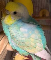 大至急お願いします 写真付きです 私の飼っているセキセイインコが Yahoo 知恵袋