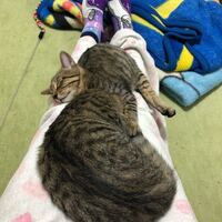 膝の上に乗ってくるネコを降ろしたら 飼っているネコの１匹が 最近頻繁 Yahoo 知恵袋