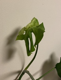 先月くらいに出てきたモンステラの新しい葉がなかなか開かず やっと開いた Yahoo 知恵袋
