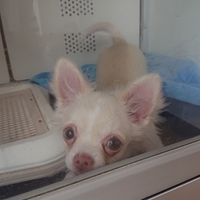 猫 犬に危険なアロマを教えてください 姉がアロマの加湿器を Yahoo 知恵袋