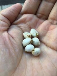 この白い種 実 は 何の植物のものでしょうか トウダ Yahoo 知恵袋
