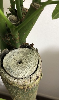 こんにちは 観葉植物のパキラを通販で購入し 今日届いたのですが あちこ Yahoo 知恵袋