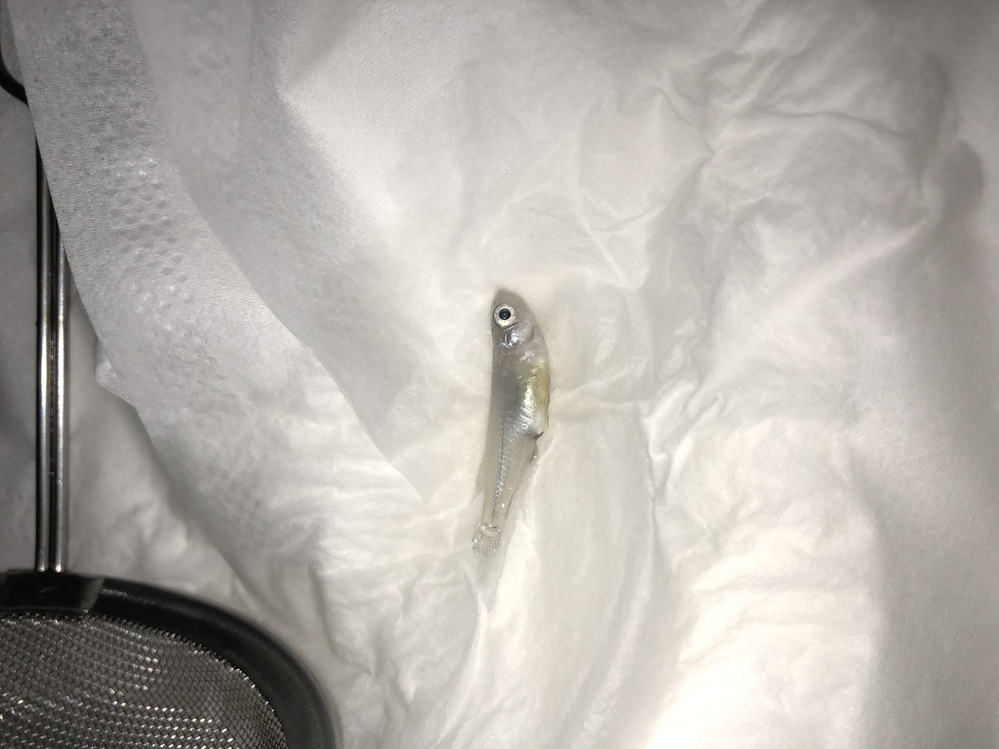 メダカを飼い始めて1ヶ月程度です。さっき帰ってきたらメダカ1 