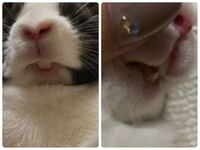 ウサギ 生後8カ月 を飼っています 口が半開きになっているのが気 Yahoo 知恵袋