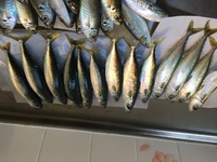 この魚何か分かります 食べれますか 食べ方は 上が ホシササノハベラ Yahoo 知恵袋