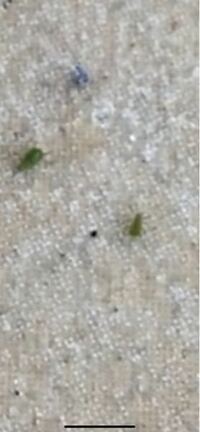この虫が玄関の外にたくさんいました 緑色の小さい虫です なんの虫 Yahoo 知恵袋