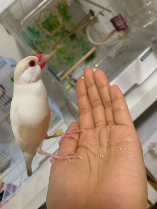 文鳥の吐き戻しについてです 飼っている文鳥が 最近放鳥中に 私の Yahoo 知恵袋