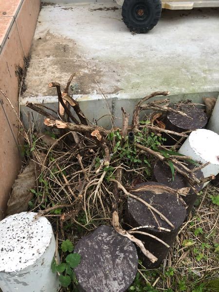 ラベンダーの植木 を 写真のように 下から切りすぎてしまいました Yahoo 知恵袋