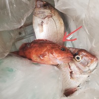 旦那が魚を釣ってきました こちらの赤い魚は 何という魚か教えていただき Yahoo 知恵袋