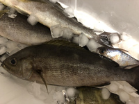 館山の某堤防で釣れたこの魚は何でしょうか イサキの幼魚に似てますが 尻尾の色と Yahoo 知恵袋