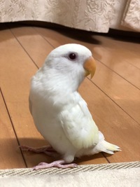 生後3ヶ月のコザクラインコです まだ性別がわかりません コザ Yahoo 知恵袋