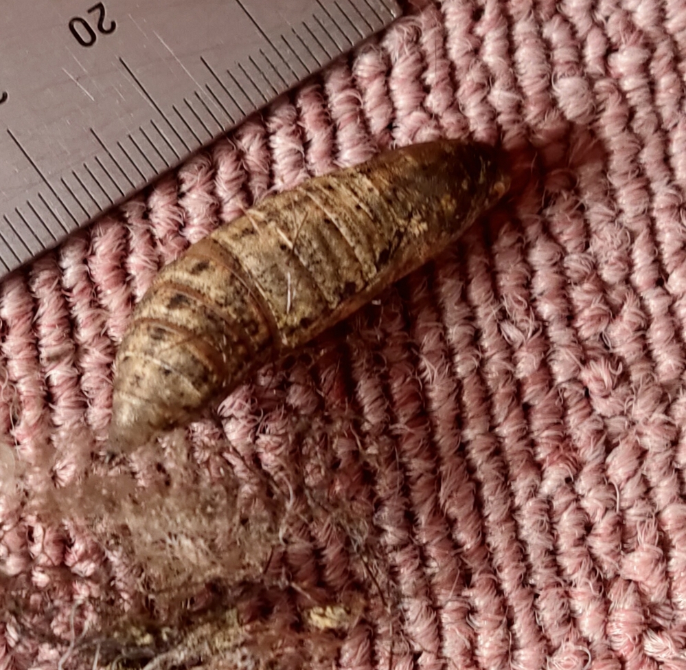 昆虫 解決済みの質問 Yahoo 知恵袋