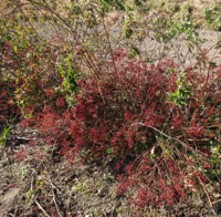 野バラの実がたくさんできてます どこを剪定したら良いの Yahoo 知恵袋