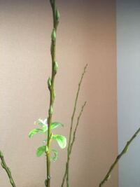 これは 猫柳ですか 室内で育てています 枝っぽい植物をインテリア Yahoo 知恵袋