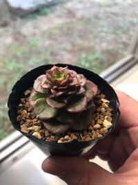 この多肉植物の名前を教えてください よろしくお願いしま Yahoo 知恵袋