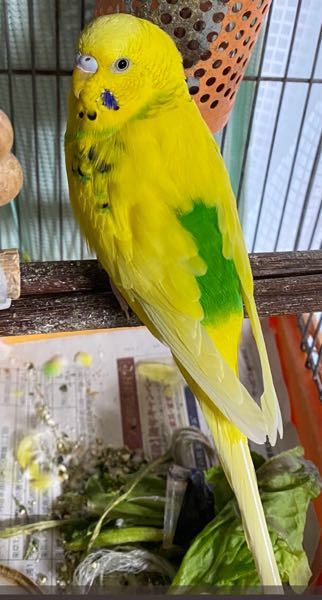 二四田東さんに質問です！ - セキセイインコの品種について質問です