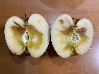 このリンゴはカビてるのでしょうか 中心の白いふわふわ Yahoo 知恵袋