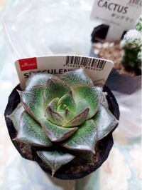ダイソーの多肉植物ですが 種類を教えてください エケベリア系で 葉の先が Yahoo 知恵袋