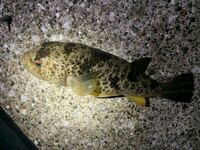 昨夜 神奈川県三浦市周辺で釣りをしていてこの魚が釣れたのです Yahoo 知恵袋
