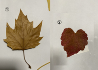 この2種類の落ち葉が何の木の葉か教えて下さい 宜しくお願いし Yahoo 知恵袋