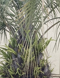 ココスヤシ大きいです 葉が茶色くならなくてもカットして良いのでしょうか Yahoo 知恵袋