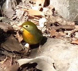 ずいぶん前に写真にとったのですが 未だ名前がわかりません こ Yahoo 知恵袋