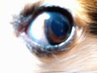 犬の白内障について 飼っているチワワ ５歳 の目が光に当たる Yahoo 知恵袋