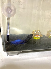 ベタの年齢ってわかりますでしょうか 買ってきたベタが老魚かもし Yahoo 知恵袋