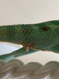 エボシカメレオンを飼育しています ふと見たら 総排出孔 Yahoo 知恵袋