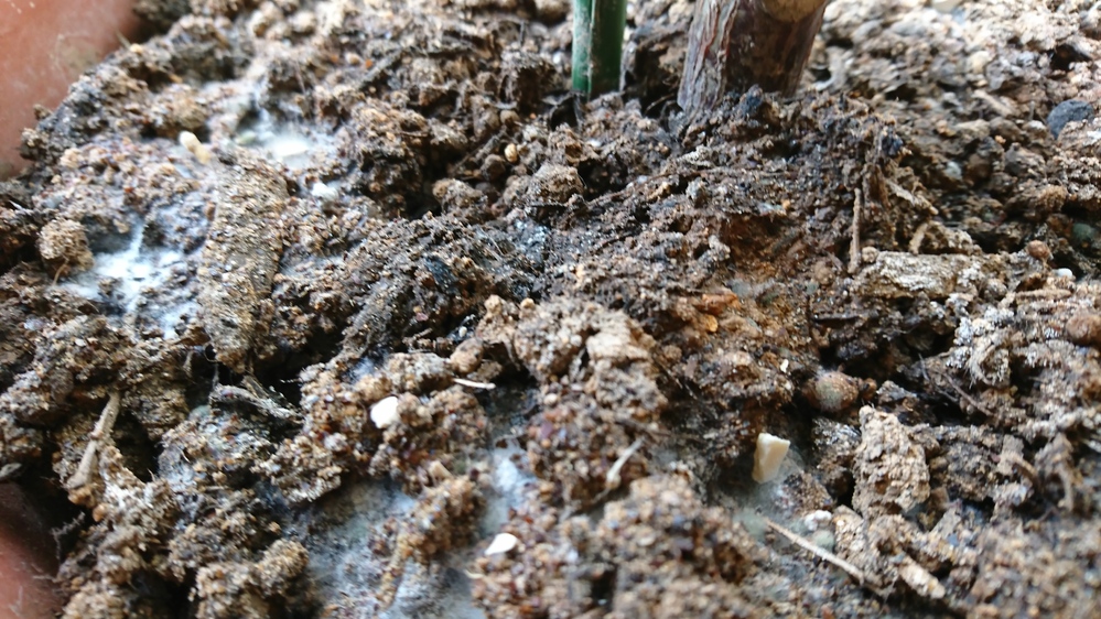 室内観葉植物鉢土のカビ 玄関内に観葉植物を置いています 今 Yahoo 知恵袋