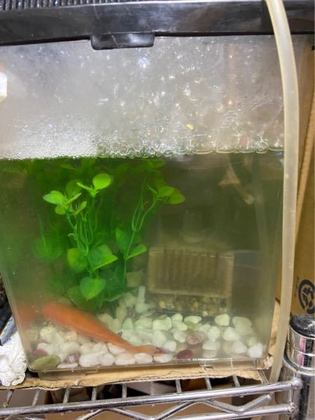 友達がこんな写真送ってきて 金魚が全滅したらしいです そして水槽から洗 Yahoo 知恵袋