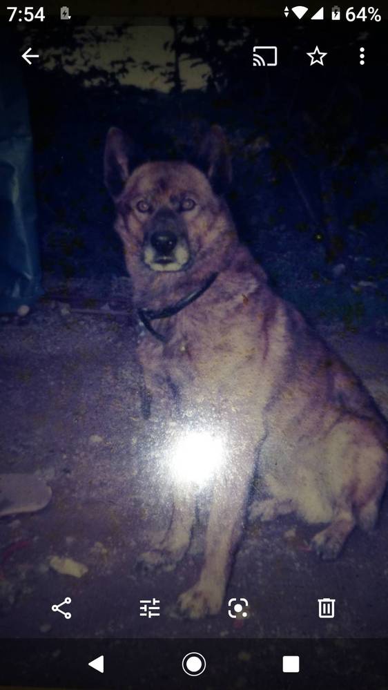 犬が手とか足噛んでくるんです どうすれば 噛んでこないで Yahoo 知恵袋