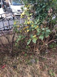 柚子の葉の虫の駆除方法を教えてください 写真のようになっています Yahoo 知恵袋