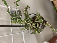 これもうだめですか 復活させる方法ありますか プミラです 写真を拝 Yahoo 知恵袋