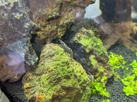 ミナミヌマエビの脱走について 水位を水槽から10 も下げていれば Yahoo 知恵袋