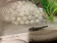 ウーパールーパーが全身に白い膜に覆われて全く動きませんどうゆう事でしょ Yahoo 知恵袋