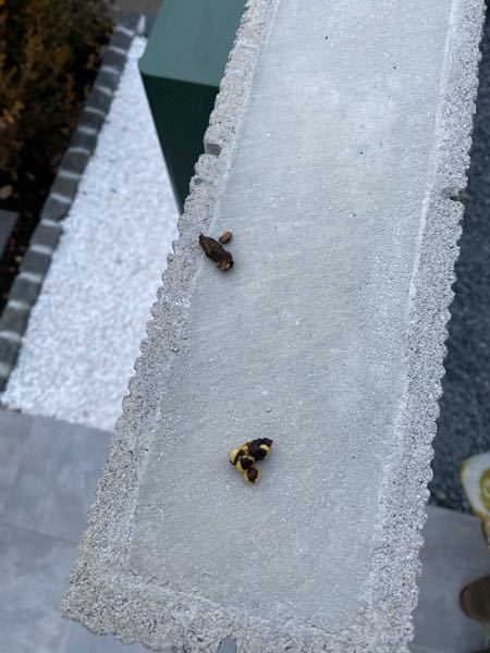 動物の糞に詳しい方へ質問です。u203b（画像あり）閲覧注意2週間に 