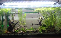 水槽に黒いコケ カビが出てきました 対処方法等あれば教えてください 水 Yahoo 知恵袋