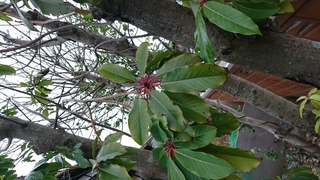 この植物の名前がわかるかた教えていただけないでしょうか 冬でも葉が落ち Yahoo 知恵袋